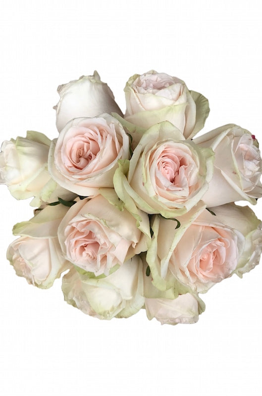 garden spirit roses