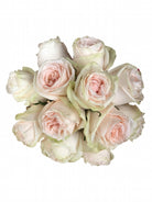 garden spirit roses