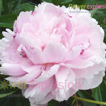 Gardenia Peony