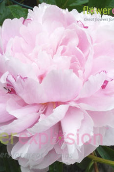 Gardenia Peony
