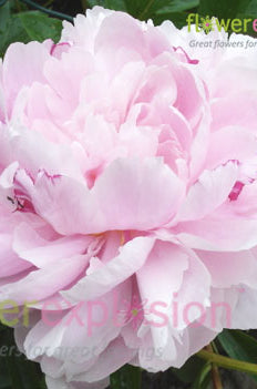 Gardenia Peony