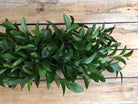 garland of ruscus