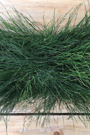 wedding garland tree fern