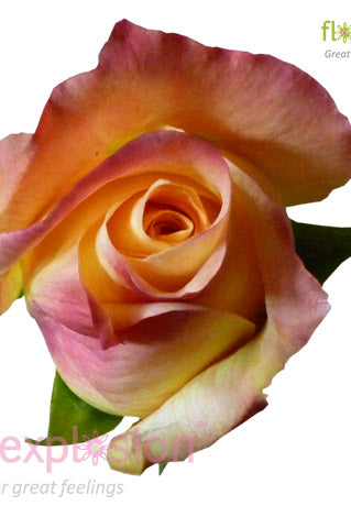 Geisha Yellow & Pink Rose