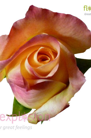 Geisha Yellow & Pink Rose