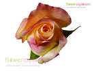 Geisha Yellow & Pink Rose