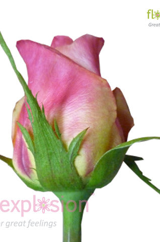 Geisha Yellow & Pink Rose