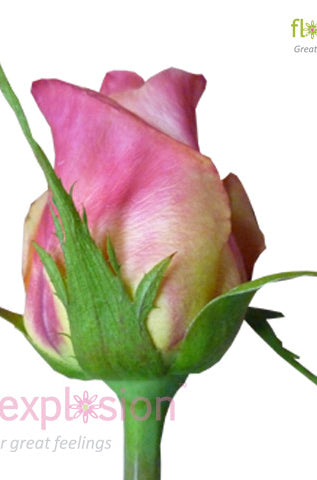 Geisha Yellow & Pink Rose