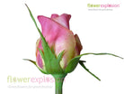 Geisha Yellow & Pink Rose