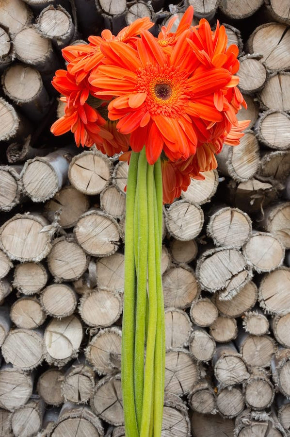 Orange Daisies Dark Center