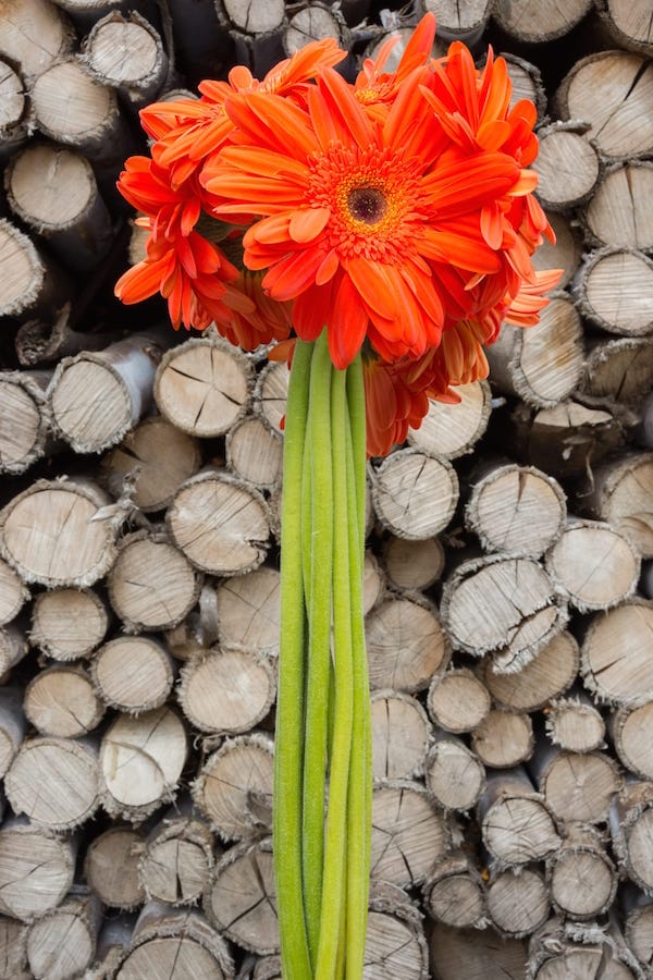 Orange Daisies Dark Center