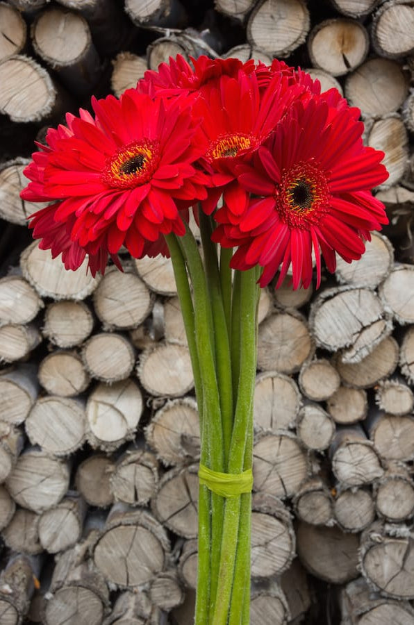 Red Gerberas