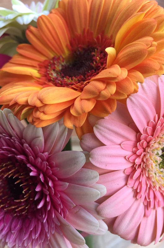 Gerberas Daisies