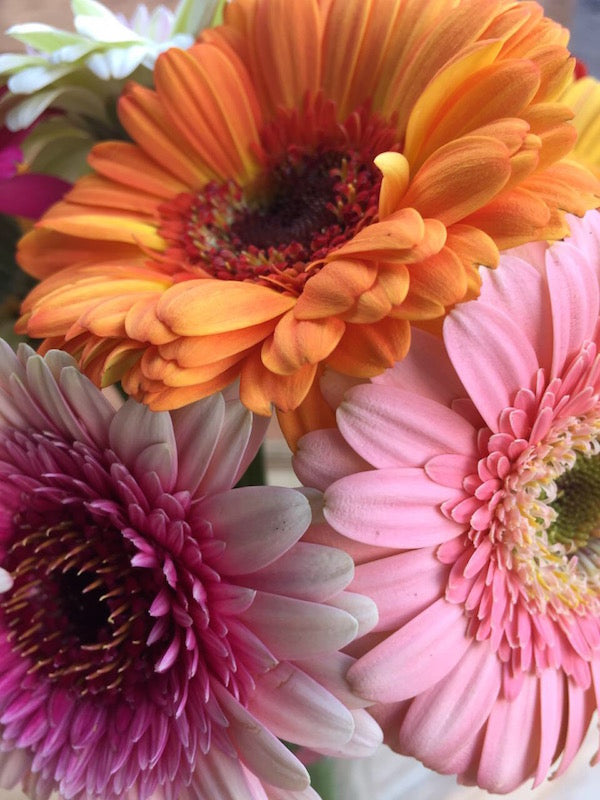 Gerberas Daisies