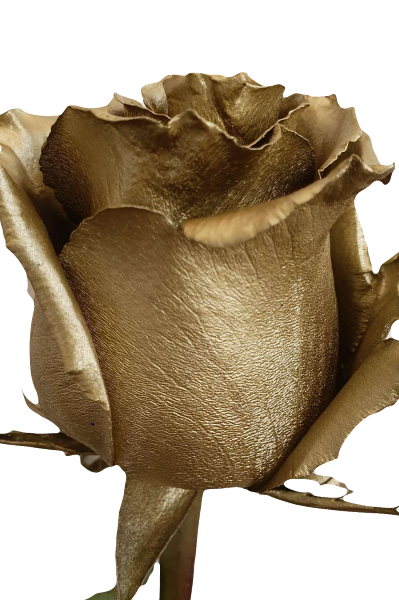 Gold Rose Metallic