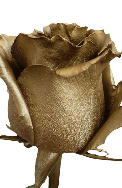 Gold Rose Metallic