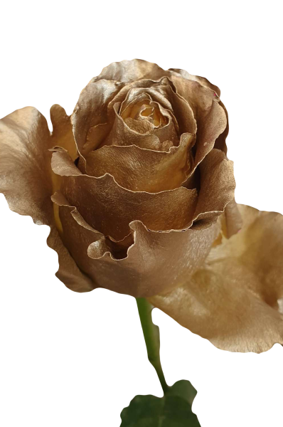 Spray Painted Gold Roses