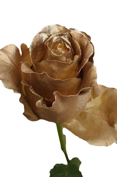 Spray Painted Gold Roses