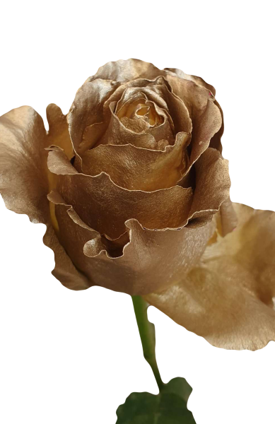 Spray Painted Gold Roses