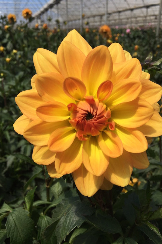 golden sunset dahlia