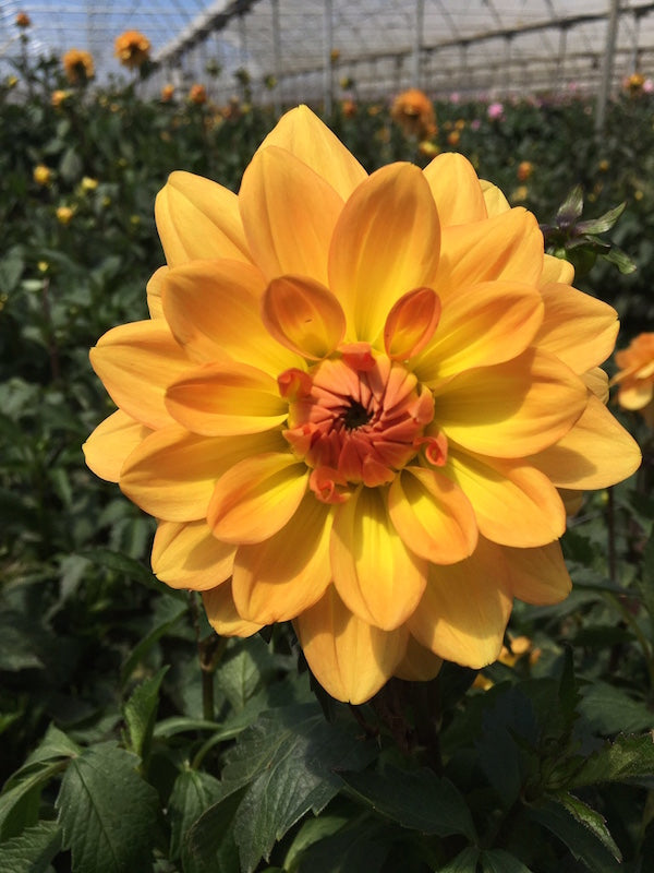 golden sunset dahlia