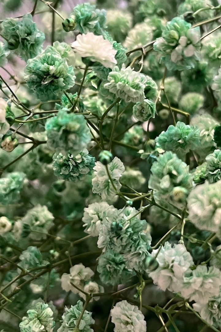 Tinted Green Gypsophila (Baby's Breath)