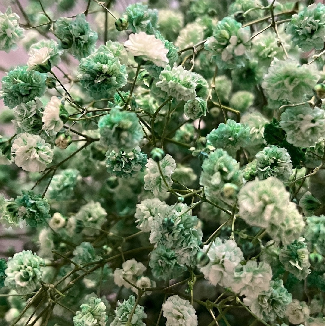 Tinted Green Baby's Breath
