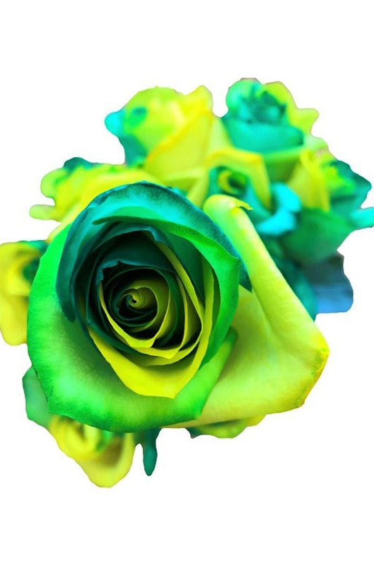 green flash rose