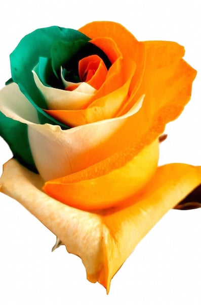 Irish Roses