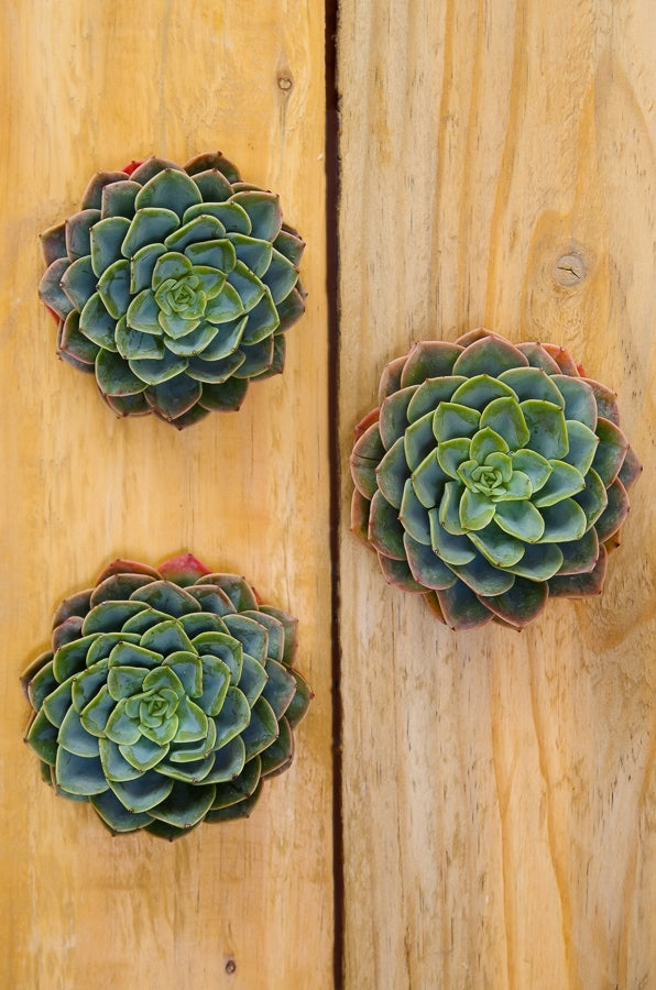 Green Succulents Mandala