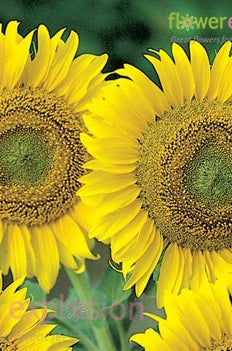 Green Center Sunflowers