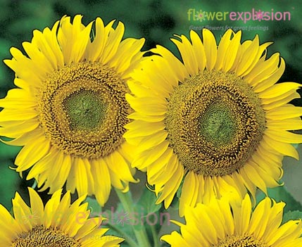 Green Center Sunflowers