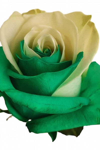 Green and White Rose