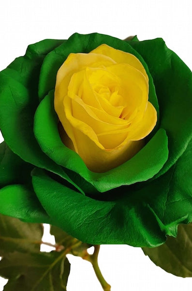 Leprechaun Rose
