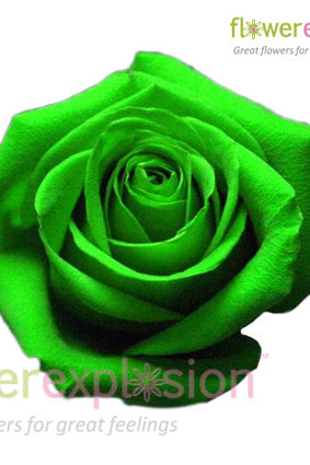 Green Tinted Rose