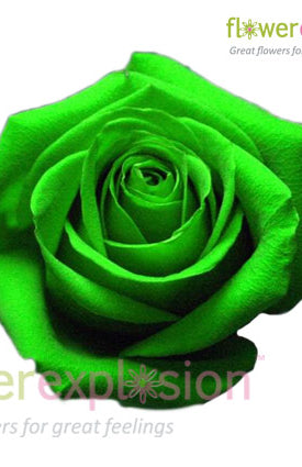Green Tinted Rose