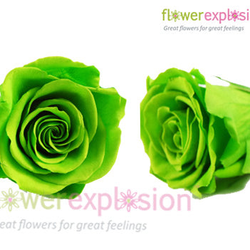 Green Preserved Roses