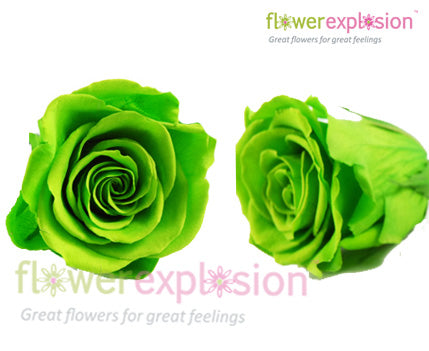 Green Preserved Roses