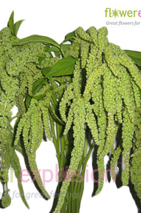 Hanging Green Amaranthus