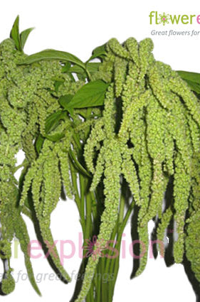 Hanging Green Amaranthus
