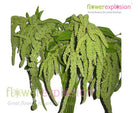 Hanging Green Amaranthus