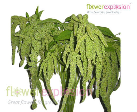 Hanging Green Amaranthus