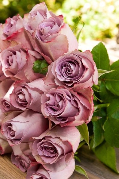 Grey Knights Lavender Rose