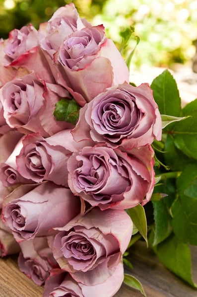 Grey Knights Lavender Rose