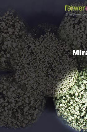 Mirabella Gypso