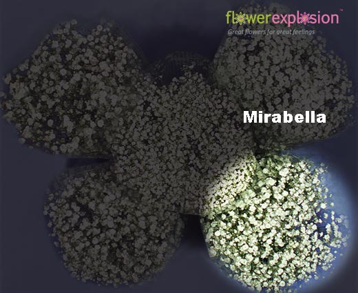 Mirabella Gypso