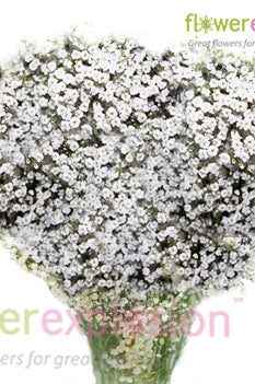 New Love Gypso