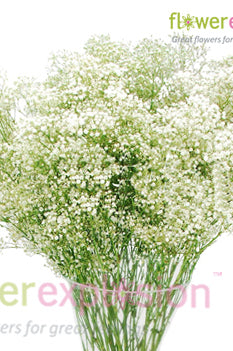 Million Star Gypso
