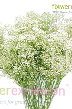 Million Star Gypso