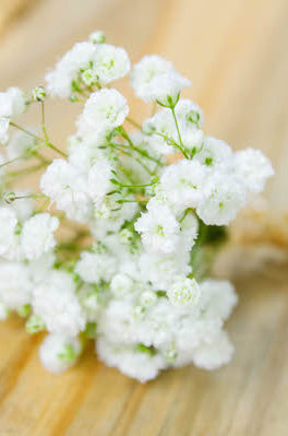 Gypsophila Boutonniere